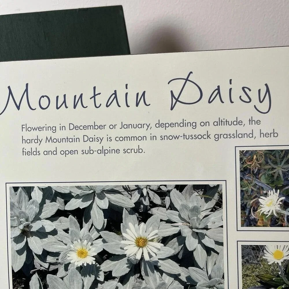Jason Placemats New Zealand Native Flowers Set Of 6 Clematis, Flax, Hebe, Daisy